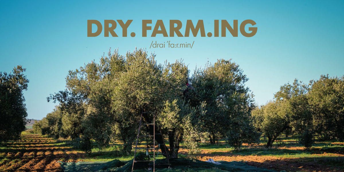 What Is Dry Farming?
